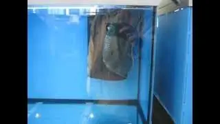 Aquatics Live 2012-part 2