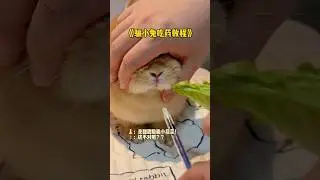 how to give medicine to a sick rabbit 🐰 #rabbit #pets #cute #animals #bunny
