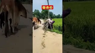 Best Funny Shorts video #shorts #trending #funny #comedy #cow #cowvideos