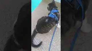 Tail wagger