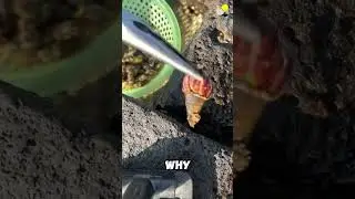 $80 for These Weird-Looking Shells?! Watch How They're Collected