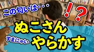 DaiGoの猫ぬこさんがやらかしてしまったようです・・・【DaiGo切り抜き】