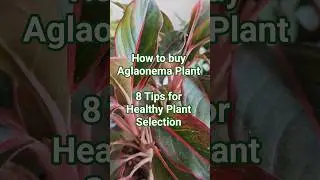 Don't Buy an Aglaonema Until You Watch These 8 CRUCIAL Tips