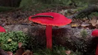 Merlin Sheldrake | The Secret Life of Fungi (2025 Live Trailer)