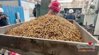 Extraction oil from Black soldier fly larvae