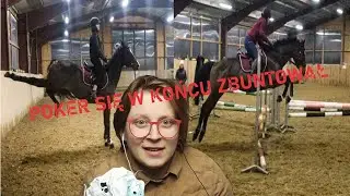 Poker Mizerki w końcu się zbuntował, czyli jak nie trenować młodego konia (KOMENTARZ)
