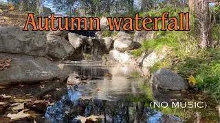 Relaxing Sound of Waterfall in Autumn with Falling Leaves🍁🍂 (No Music)