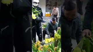 MC Lan Hương giới thiệu ch&agrave;o đầu phi&ecirc;n chợ hoa v&agrave; c&acirc;y cảnh Vạn Ph&uacute;c #shorts