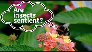 Are insects sentient? Knowledge of and attitudes towards insect welfare - Ecological Entomology