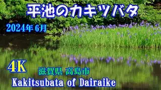 【平池のカキツバタ】 【4K】 この世の景色とは思えません！【Kakitsubata of Dairaike】 June 1 , 2024