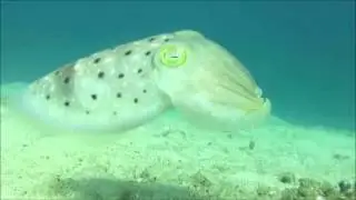 Choco S&eacute;pia Cuttlefish Curto e Curioso