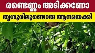 രണ്ടെണ്ണം അടിക്കണോ, തൃശൂരിലുണ്ടൊരു ആനമയക്കി | Mahua Tree | Thrissur