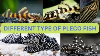 Different Types of Pleco Fish