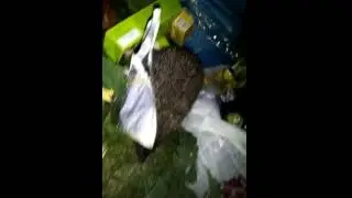 Мусорний єжик )