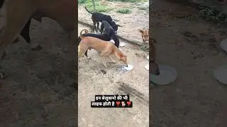 Street Dogs Life ❣️🐕❣️#shorts #respect #dogs #bejuban #animals #life #Gmsahu