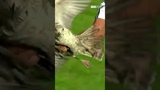 🦅 Quaresma, Sahadaki Martıyı Yakalayıp Dışarı &Ccedil;ıkartıyor #shorts #beşiktaş