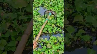 Unique & Best Bowfishing From Boat | Boat Fishing Video | (part_121) #shorts #shortsfeed #boat #fish