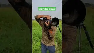 Nature's Best Engineers! #shorts #shortsvideo #viral #weaverbird #wildlife