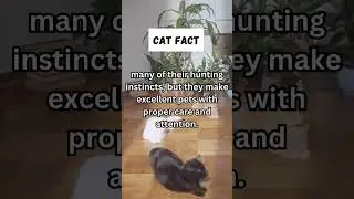 Cat Fact - Cats Make Great Pets With Proper Care And Attention? #shorts #doseofwisdom