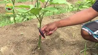 DAILY LIFE IN THE FARM/ASIA FARMING // LH FARM