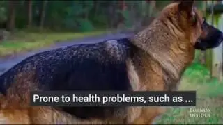 The evolution of dogs before 100 years ago