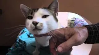 Humane Society of Utah Planned Giving