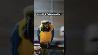 The most amazing birds 8K #8k #ultrahdvideo #4kvideo #amazingbirdsintheworld