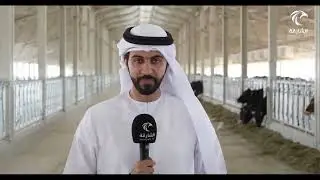 أبقار مزرعة ألبان مليحة تحط رحالها في بيتها الثاني وبالتحديد في الشارقة في بيئة أقرب لموطنها الأصلي