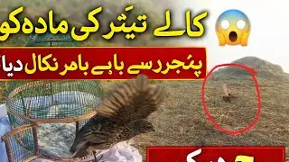 کالے تیتر کی مادہ کو پنجروں سے باہر نکال دیا 😲 | Kala Titar Female Release | Viral Video