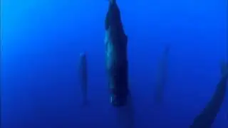 Sperm Whales Sleeping - Discovery Ch. Magic of the Blue