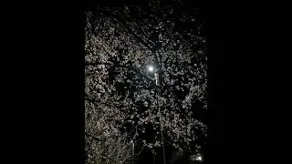 lim4 - наполняю