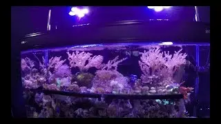 Mejorando el acuario#8 Alex|||||| 😆 🐡  🐠