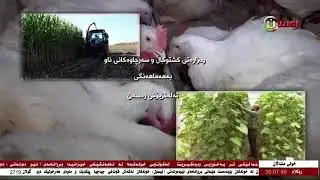 پەروەردەی شاهەنگ ، قەلاچۆکردنی ڤاروا، شێوازی ناساندنی مەلیکە بە پرستار لەلایەن(م. عبدالقادر )