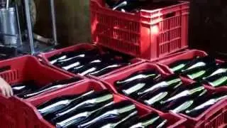 Sparkling Wine Bottling