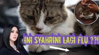 🌱🌼 SYAHRINI FLU (PILEK) || FLU PADA KUCING || CARA MENGOBATI KUCING SEDANG FLU || CIBICAT