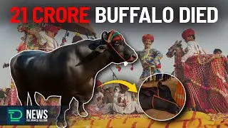 ₹21 Crore Buffalo &ldquo;Anmol&rdquo; Dies Suddenly | Pushkar Fair Shock! |#deaftalksnews #isl