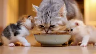 This Cat Eating With Two Kittens Is Breaking the Internet 🐱🐾#cat#kittens#cute cats#cat eating