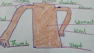 My body, middle body parts 
