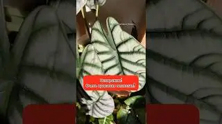 #алоказия #сильвердракон #Alocasia&nbsp;#SilverDragon #plants #комнатныецветы #влюбляювцветы #обзор