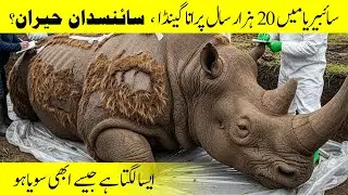 20,000-Year-Old Rhino Found Frozen in Siberia | Preserved Like It Just Fell Asleep