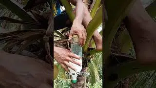 Attracting Coconut Nectar Success! #5  #coconutwine  #viral2025 #coconuttoddy