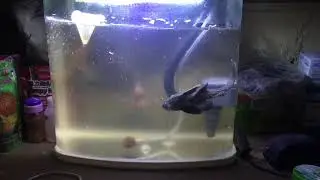 Flower horn attack&rsquo;s on pleco (sucker fish)