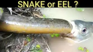 Fish eats eel!