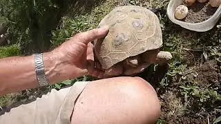 Acquiring Captive Bred Russian Tortoises