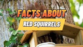 Facts About Red Squirrels