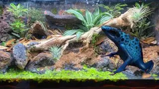 DIY River Paludarium for poison dart frogs 🐸