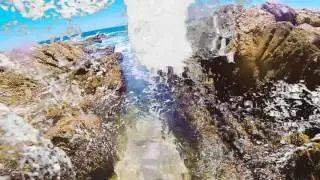 People's Palms - Monarch