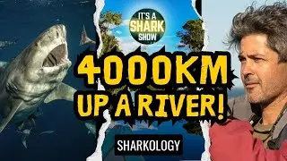 The Greatest Shark Migration You&rsquo;ve Never Heard Of &ndash; Bull Sharks in the Amazon