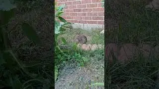Little bunny that lives in the backyard.. #bunny #animals #wildlife #wow