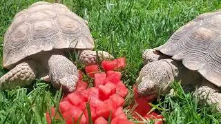 Two Tortugas Eating Watermelon 🍉 🐢